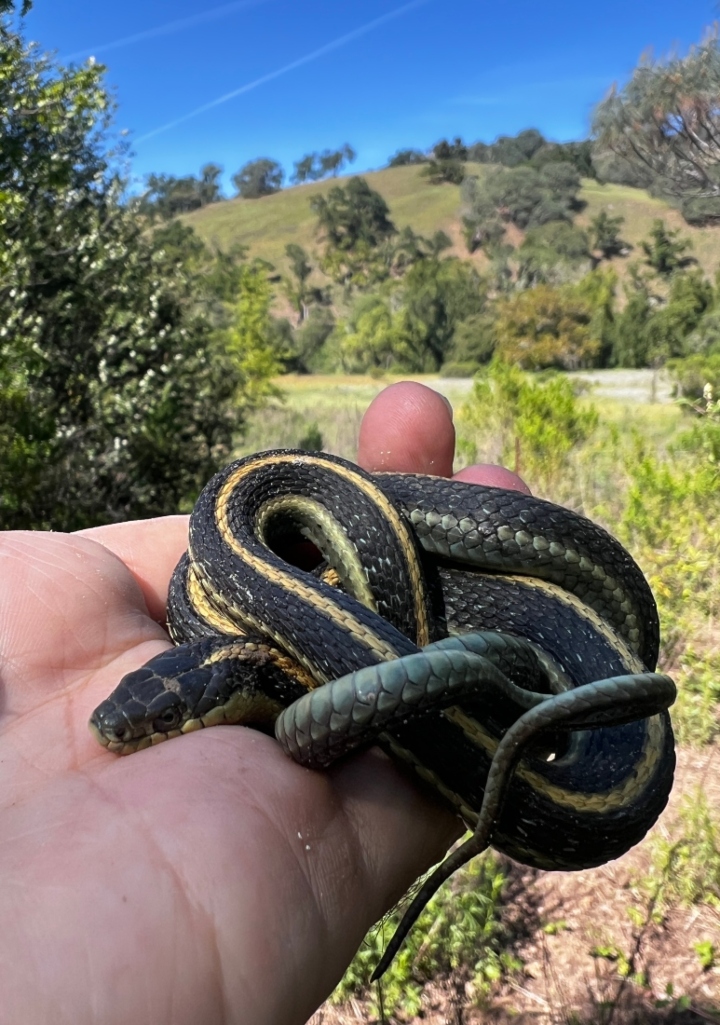 Diablo Range Garter Snake